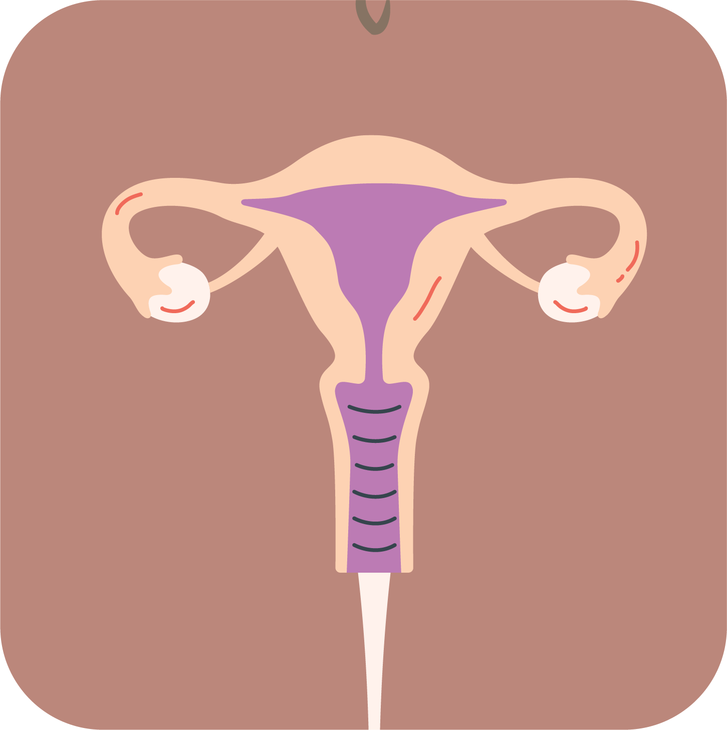 Diagram of how a vaginal suppository works