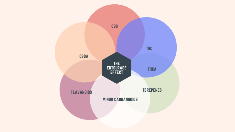 CBD and THC Together for Entourage Effect