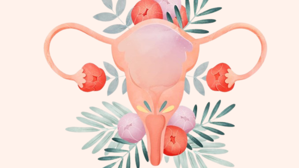 vagina-illustration
