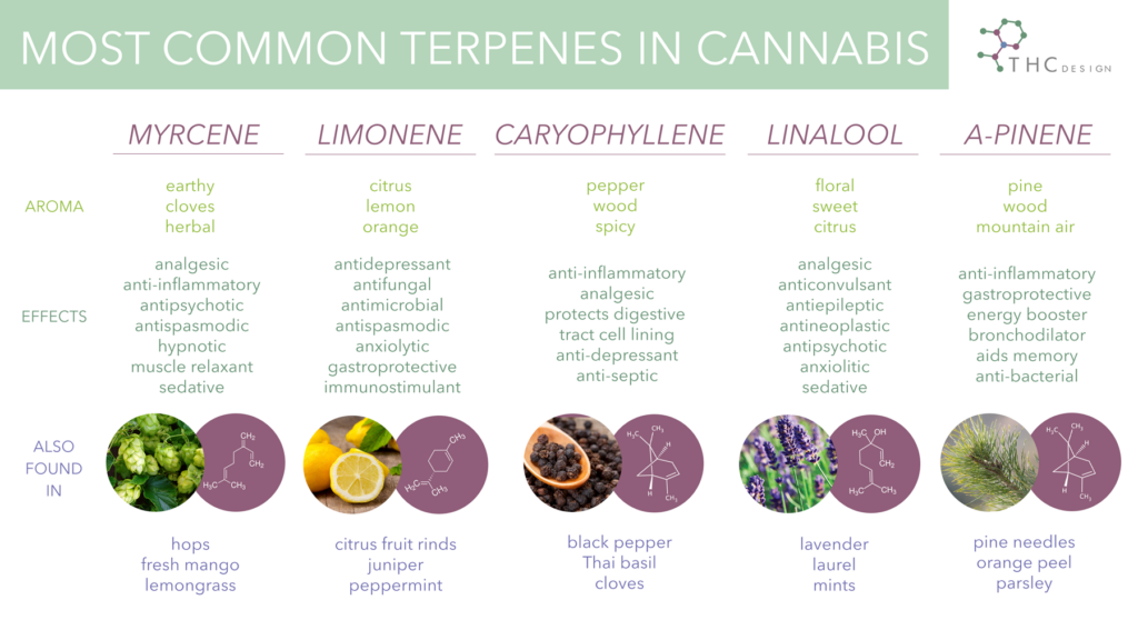 terpenes-in-canabis