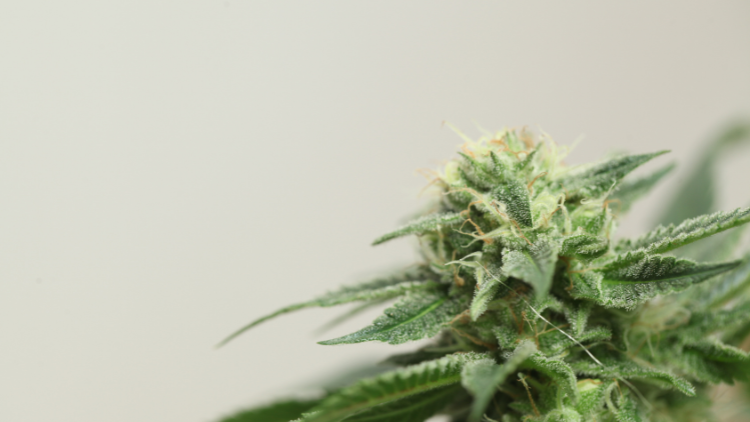 Close-up of a cannabis flower featured in a CBD wellness routine.