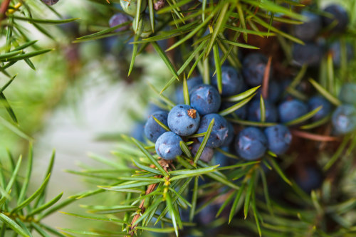 Juniper Berry still attached to juniper tree